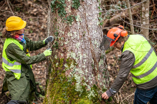 Reliable Washington, IN Tree Services Solutions